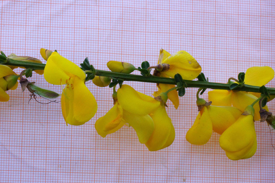 Cytisus scoparius